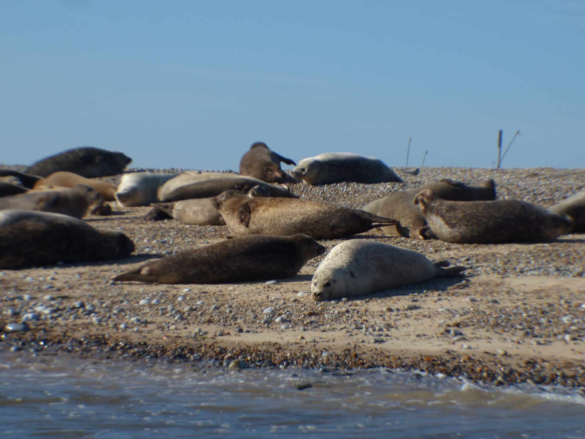 A group of seals lie on a sand and pebble beach.