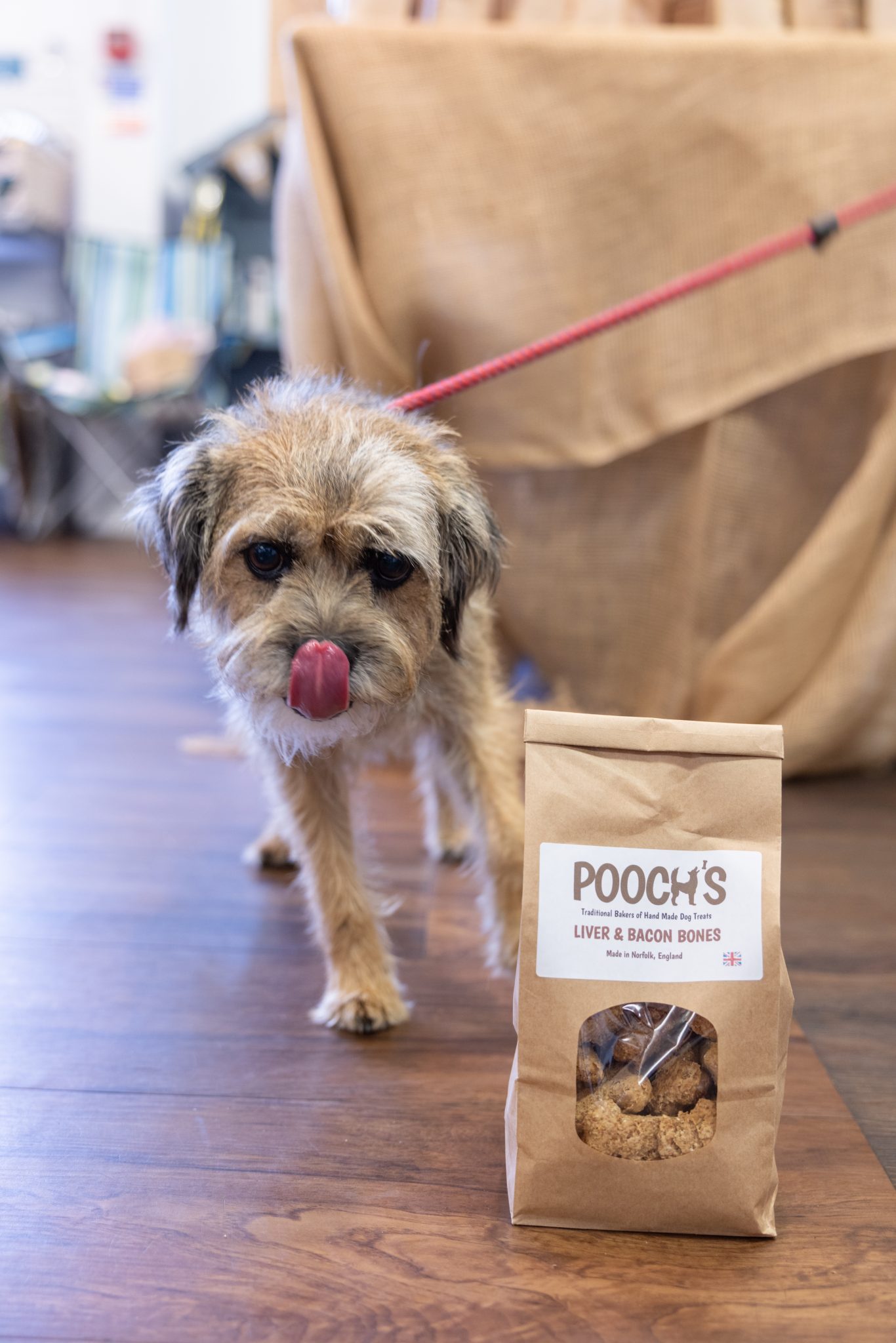 A border terrier licks her lips, standing next to a brown paper bag of Pooch's dog treats inside the Pinewoods Store.