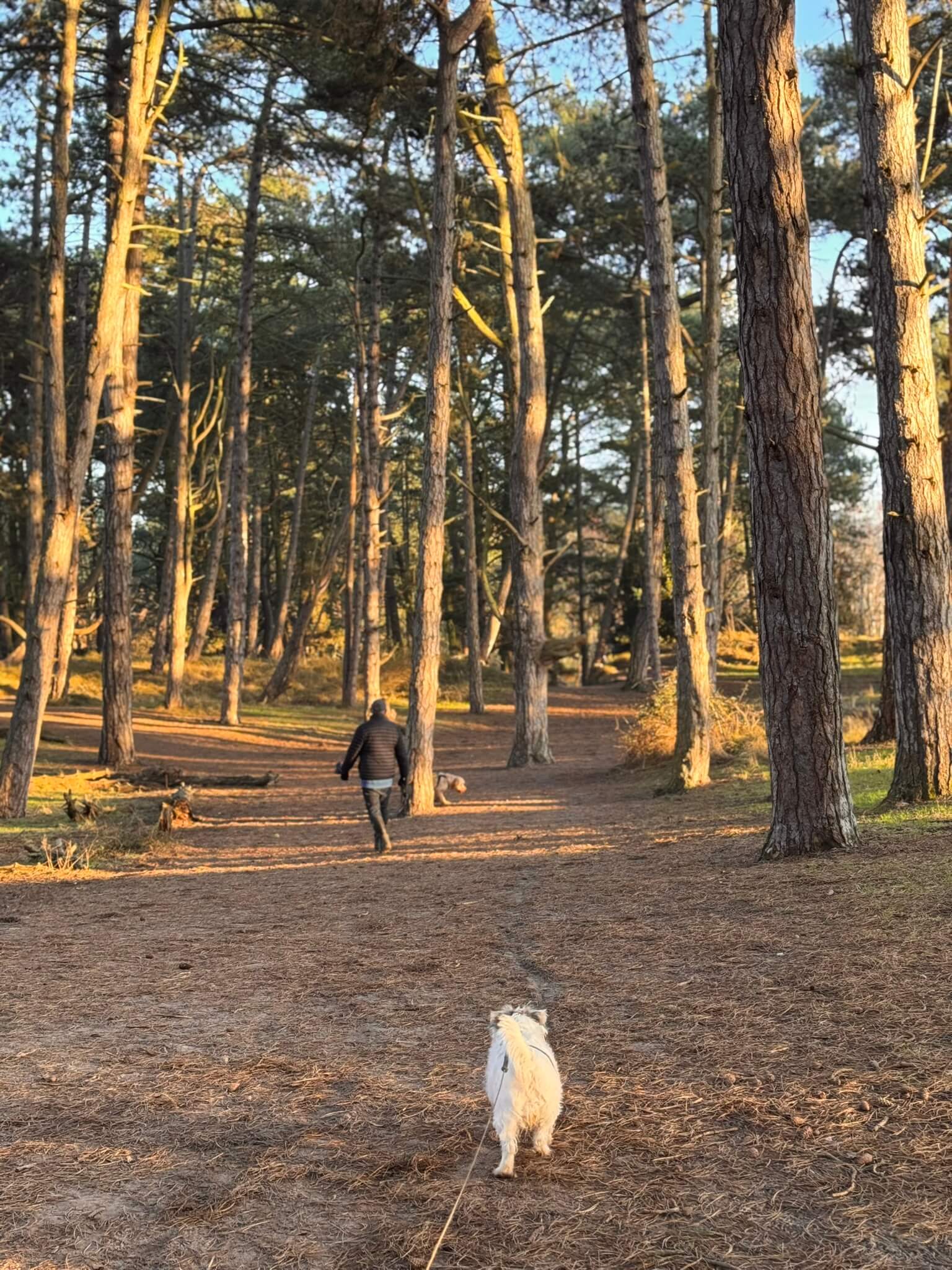 A jack russel walks ahead on her lead between tall pine trees