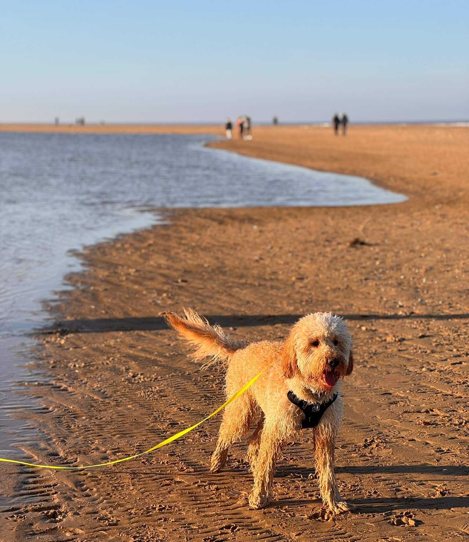 A dog walks on the shore line at Holkham Beach