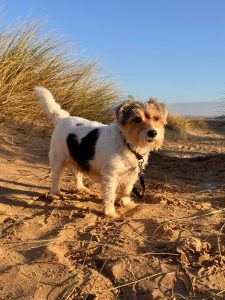 A jack russel stands in the dunes of Holkham Beach.