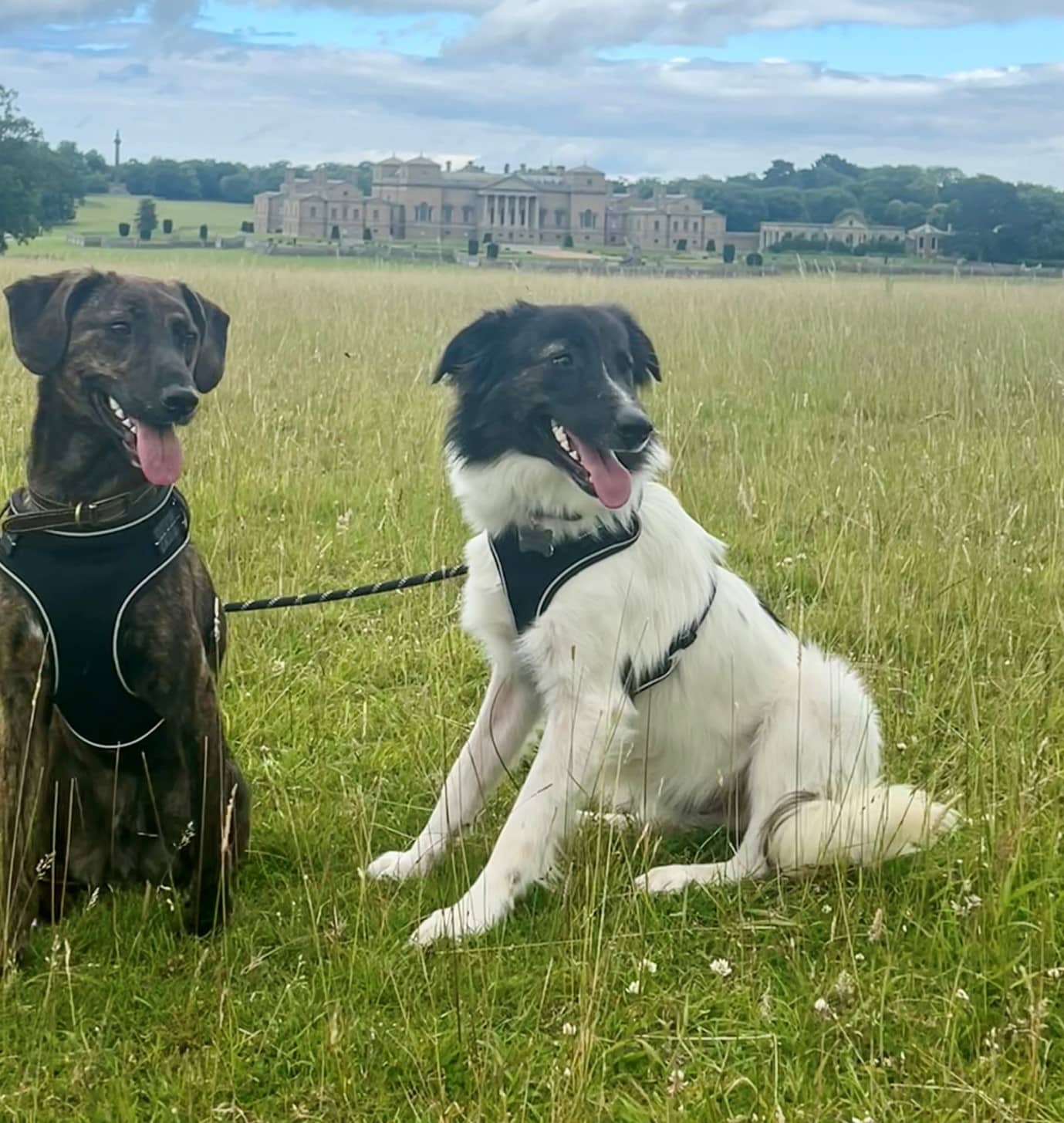 Two dogs on leads sit with their tongues out in front of the Palladian-style Holkham Hall