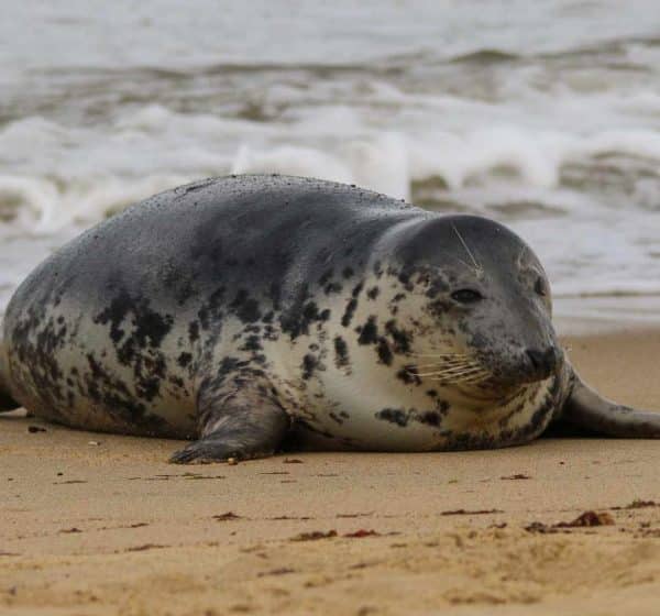 A seal on the shoreline in Norfolk