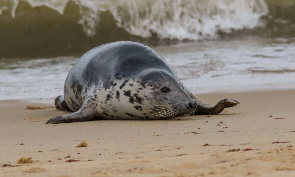 A seal coming out of the sea in Norfolk