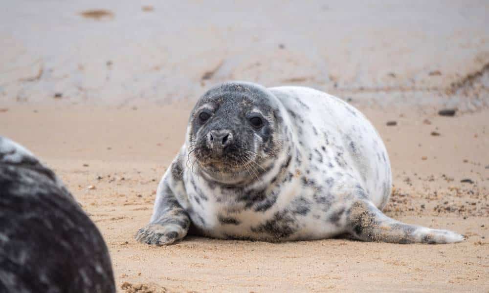 A white and grey spotted seal on the sand